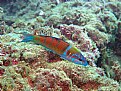 Picture Title - thalassoma pavo