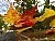 Leaves on the Windshield