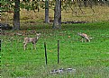 Picture Title - a little privacy here?