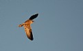 Picture Title - Peregrine falcon hunting