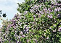 Picture Title - Trees & Flowers