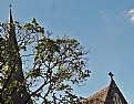 Picture Title - Church & Tree