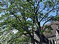 Picture Title - Tree & Church