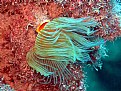 Picture Title - tube worm