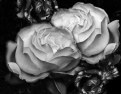 Picture Title - an arrangement in b&w