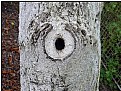 Picture Title - one-eyed tree
