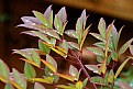 Picture Title - Water Drops on Leaves