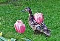 Picture Title - Flowers & Bird