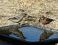 Picture Title - Crossbills