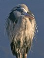 Picture Title - Great Heron