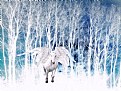 Picture Title - Winter Pegasus
