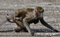 Picture Title - Macaco