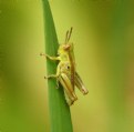 Picture Title - The Tiny Grasshopper