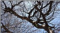 Picture Title - bare branches