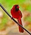 Picture Title - cardinal on the line