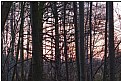 Picture Title - sunset wood