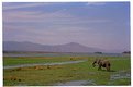 Picture Title - Mana pools
