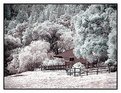 Picture Title - Kari\'s Barn  Infrared Toned