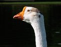 Picture Title - Portrait Ganso (Goose)