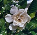 Picture Title - Gardenia