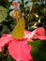 Picture Title - Yellow Butterfly - Borboleta Amarela