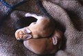 Picture Title - Little Rabbits