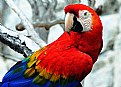 Picture Title - Macaw