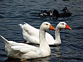 Picture Title - Geese