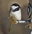 Picture Title - chickadee 