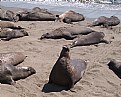 Picture Title - Elephant Seal