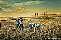 Picture Title - harvest