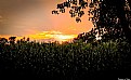 Picture Title - Cornfield Sunset