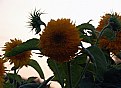 Picture Title - Sunflowers