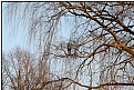 Picture Title - the egret in the tree