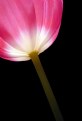 Picture Title - Tulip Luminosity