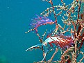 Picture Title - nudibranches