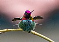 Picture Title - When hummingbirds rest 2