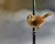 Climbing the snow pole