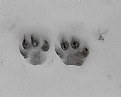 Picture Title - Dog Prints