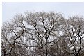 Picture Title - snowtrees