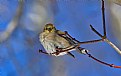 Picture Title - American goldfinch -fluffed.