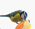 Picture Title - Feed the birds