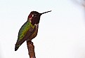 Picture Title - Hummingbird at rest