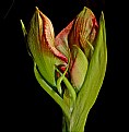 Amaryllis- unfolding.