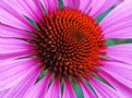 Echinacea