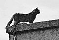 Picture Title - Cat
