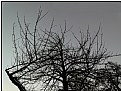 Picture Title - winterbranches