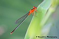 Picture Title - Damsel Fly in Rest