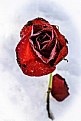 Picture Title - Every Rose Has Its Thorns