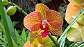 Picture Title - orchids 